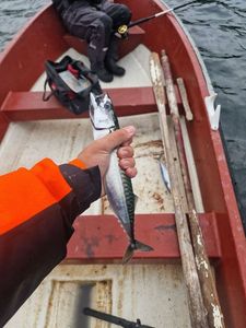 Mackerel