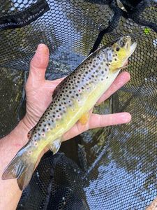 Brown Trout