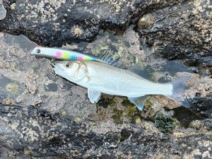 European Bass (Seabass)