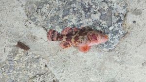 Red Scorpionfish