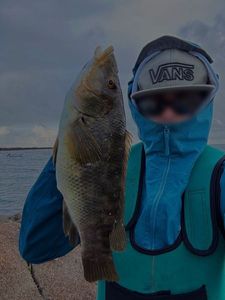 Ballan Wrasse