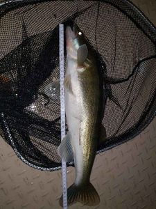 Zander