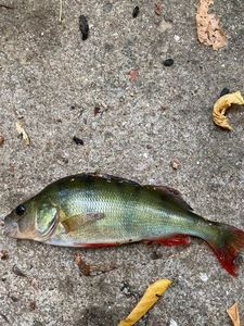 European Perch
