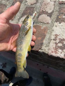 Brown Trout