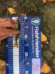 European Perch