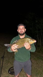 Common Bream