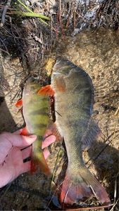 European Perch