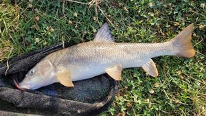 Barbel