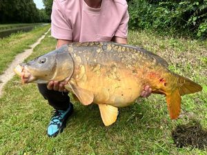 Mirror Carp