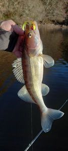Zander