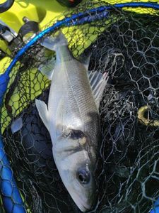 European Bass (Seabass)