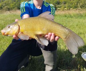 Tench