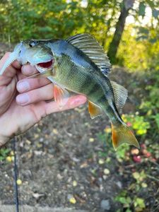 European Perch