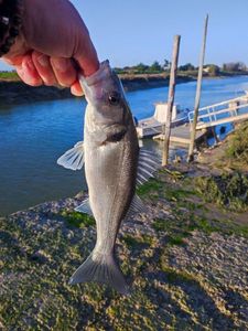 European Bass (Seabass)