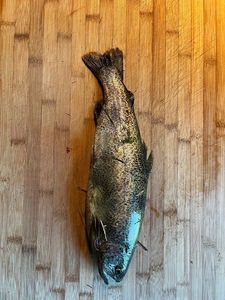 Rainbow Trout