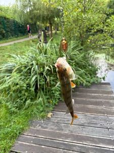 European Perch