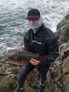 Ballan Wrasse