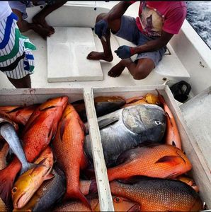 Red Snapper