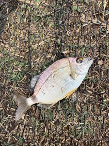 Annular Seabream