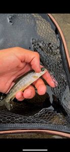Lake Trout