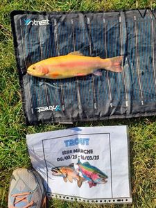 Rainbow Trout