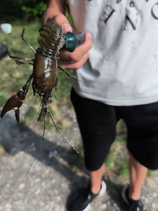 Red Swamp Crayfish