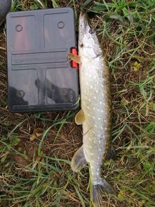 Northern Pike