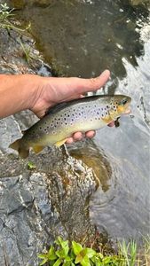 Brown Trout