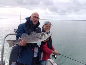 European Bass (Seabass)