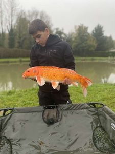 Koï Fish