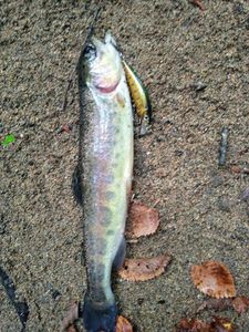 Rainbow Smelt