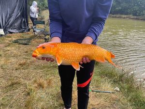 Koï Fish