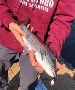 Lake Trout