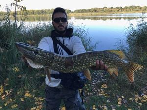 Northern Pike