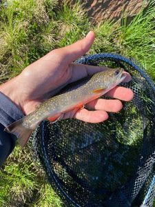 Brook Trout