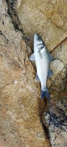 European Bass (Seabass)