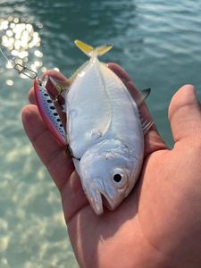Pacific Crevalle Jack