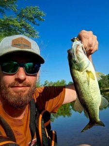 Largemouth Bass