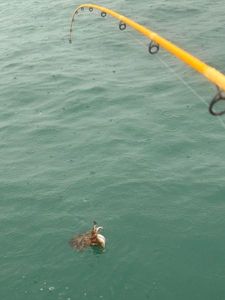 Common Cuttlefish