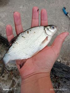 Prussian Carp
