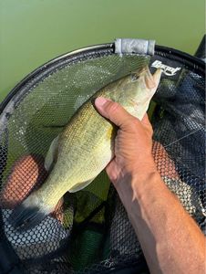 Largemouth Bass
