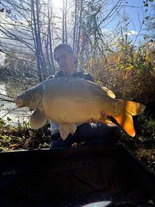 Mirror Carp