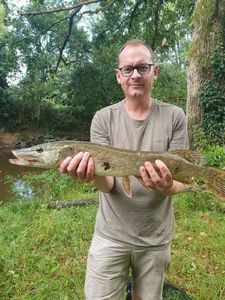 Northern Pike