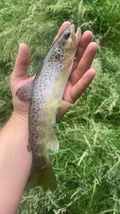 Brown Trout