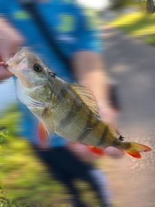 European Perch