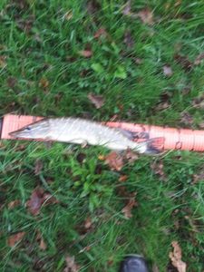 Northern Pike