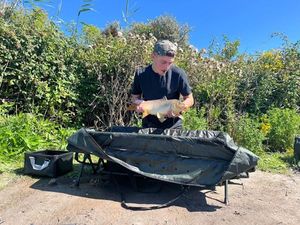 Common Carp