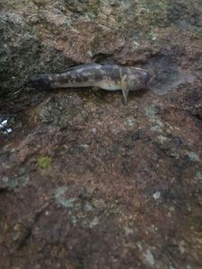 Giant Goby
