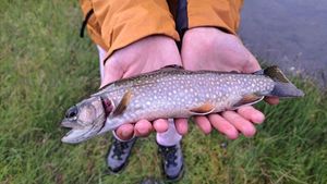 Brook Trout