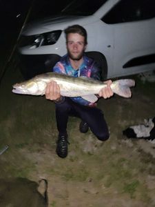 Zander